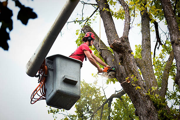 How Our Tree Care Process Works  in  Marcus Hook, PA